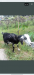 ৩ মাসের প্রেগন্যান্ট পাঠি